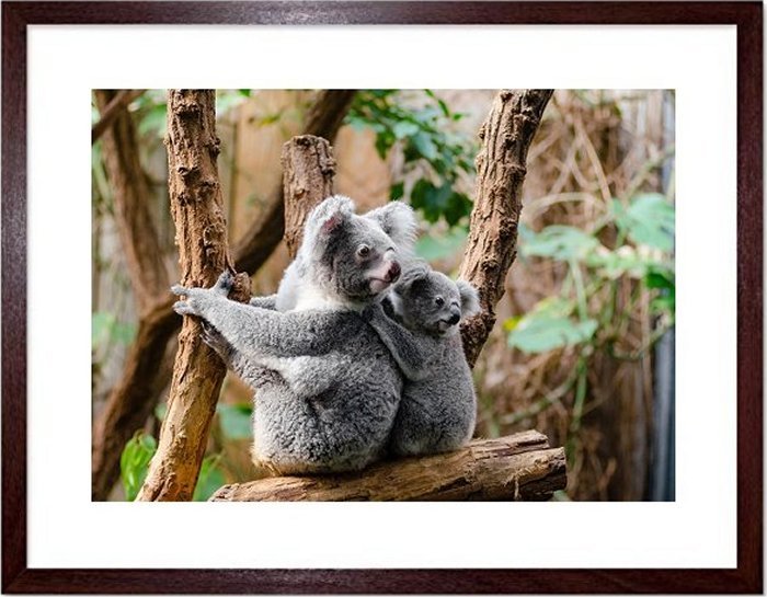 Koala Bears Framed Prints